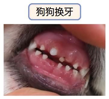 狗狗牙齿松动,正常还是病?
