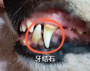 狗狗牙齿松动,正常还是病?