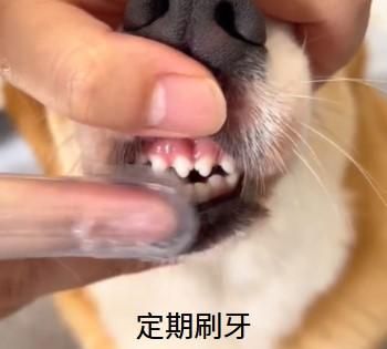 狗狗牙齿松动,正常还是病?