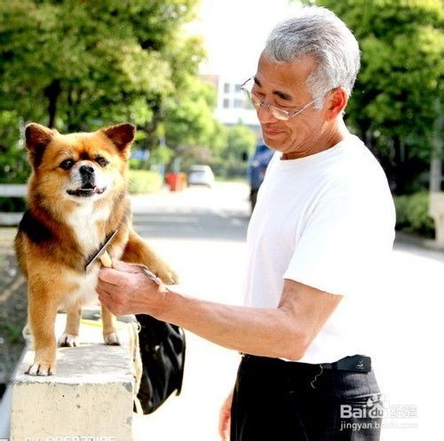 老人家宠物狗怎么养的好