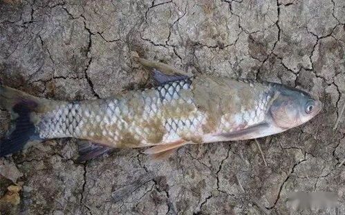 “鱼儿受伤了？揭秘宠物鱼伤口处理秘籍！”