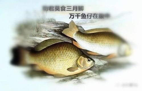 错过“鱼知识解+宠物秘籍”，养鱼达人必备！