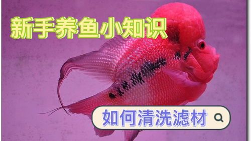 错过“鱼知识解+宠物秘籍”，养鱼达人必备！