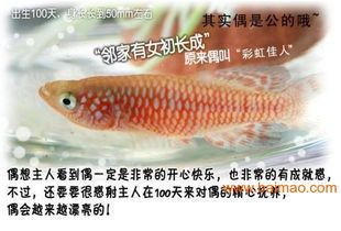 “宠物鱼产卵后，如何科学养护？”