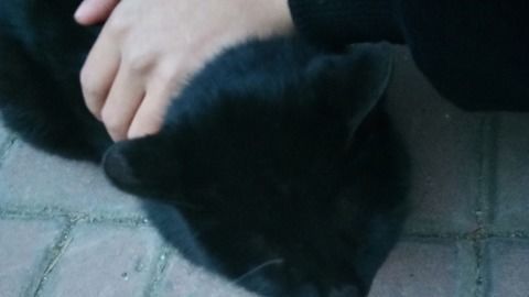 怎么给宠物狗买猫粮吃呢