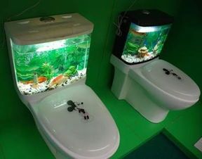 “大鱼缸变宠物乐园，装饰灵感分享！”
