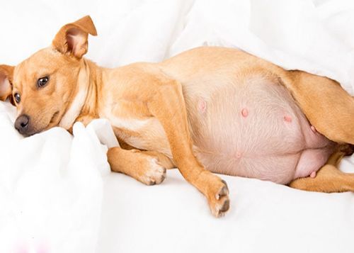 狗狗怀孕了怎么总抓墙？