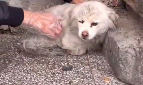 狗狗怀孕了怎么总抓墙？