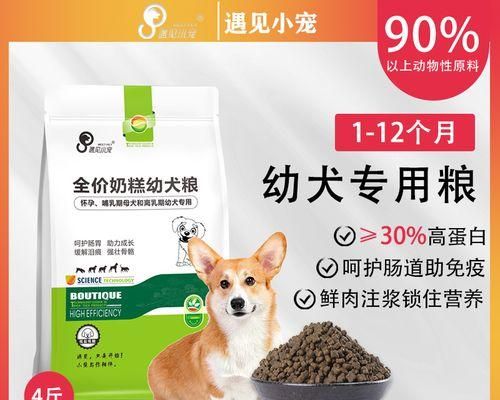 如何饲养怀孕的博美犬？（细节决定成败，从饮食、运动到休息，让你的博美宝宝健康出生！）