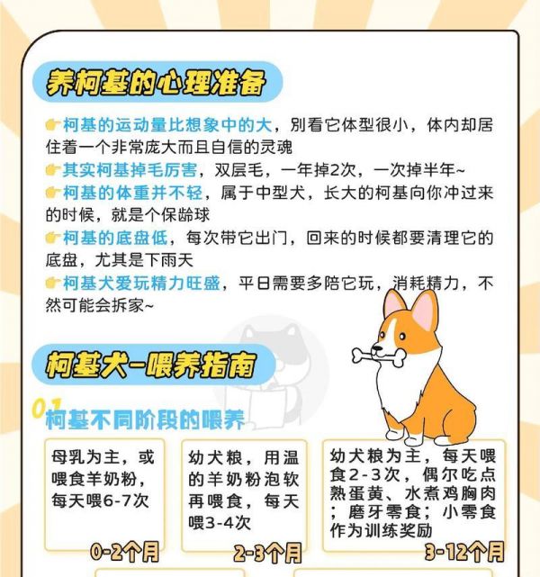 如何饲养怀孕的博美犬？（细节决定成败，从饮食、运动到休息，让你的博美宝宝健康出生！）