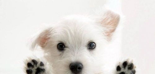 狗狗孕期慎用阿莫西林，安全性与副作用需注意。