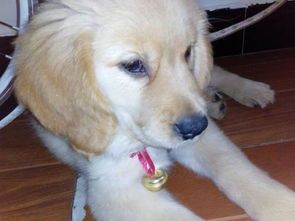 狗狗孕期慎用阿莫西林，安全性与副作用需注意。