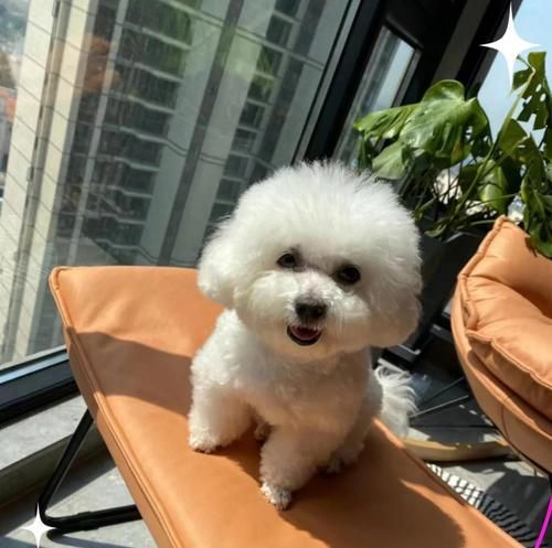 比熊怀孕多久可以洗澡？（孕期比熊洗澡的注意事项与建议）