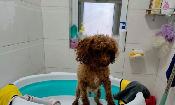 比熊怀孕多久可以洗澡？（孕期比熊洗澡的注意事项与建议）