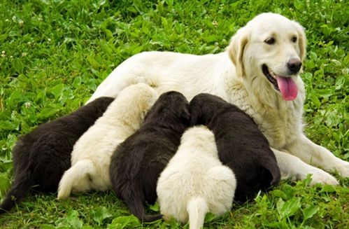 狗狗怀孕产期多久？