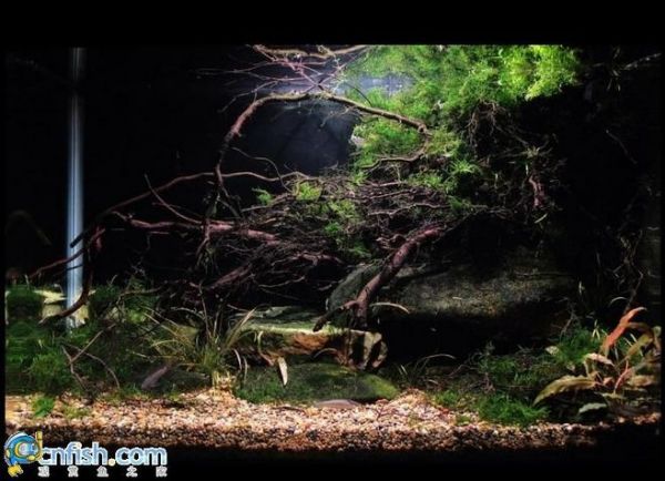 大型原生鱼缸造景设计：原生溪流缸造景教学包括造景步骤、材料选择和维护技巧？ 银龙鱼百科 第1张
