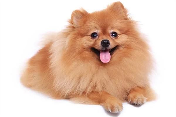 老年狗狗经常漏尿怎么解决?