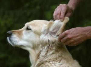 “饮食调整，告别宠物狗异味烦恼”