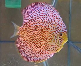 七彩神仙白化红妃鱼苗，2公分萌宝，7-8公分成鱼，宠物界新宠！