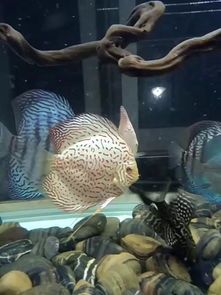 七彩神仙白化红妃鱼苗，2公分萌宝，7-8公分成鱼，宠物界新宠！