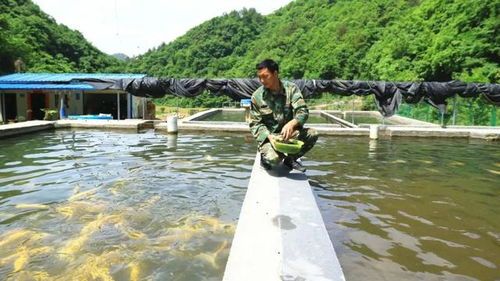 “山泉水养鱼变宠物达人，轻松致富秘诀大公开！”