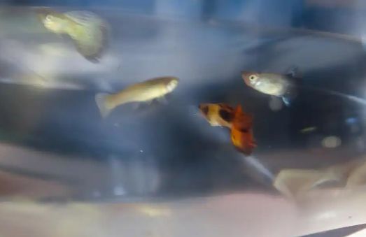 孔雀鱼转圈游的原因与自救指南