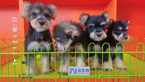 两个月的雪纳瑞有黑银 有椒盐色，简直不好区分#小体雪纳瑞