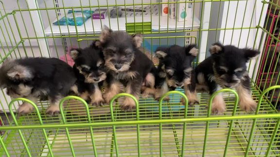 我们家的五只雪纳瑞宝宝，今天终于有时间给他洗了一次澡了