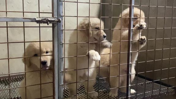 沙滩金浅色金毛 可以了出窝了，目前进口疫苗两针