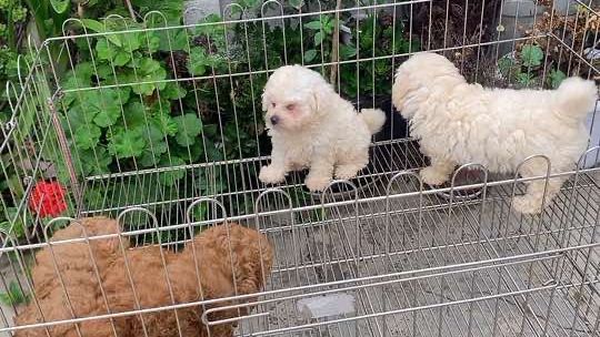 有喜欢的粉丝朋友赶紧联系哈#自繁自养 #小体泰迪 #小体比熊