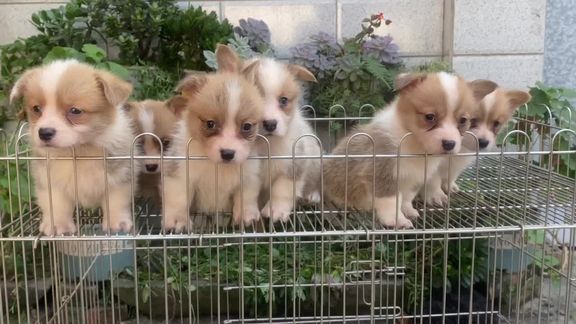 这窝柯基宝宝有你喜欢的不#科基小短腿 #小奶基 #萌宠出道计划