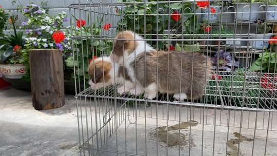 柯基等你来撸#短腿柯基 #自繁自养 #小柯基 #柯基小短腿