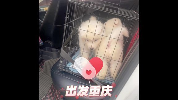 今天走了四条萨摩耶，各自回到不同的新家，祝你们狗生幸福