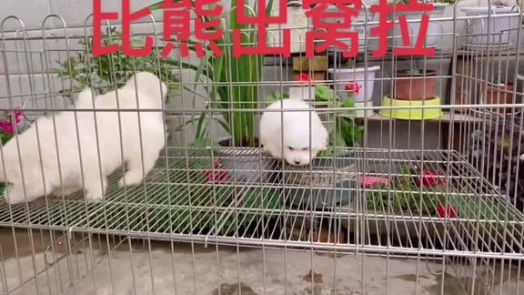 有喜欢的可以来基地挑选#萌宠日常记录 #萌萌的小可爱