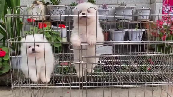 友友们有喜欢骏杰白博美的可以来基地继续挑选了#是宠物更是家人