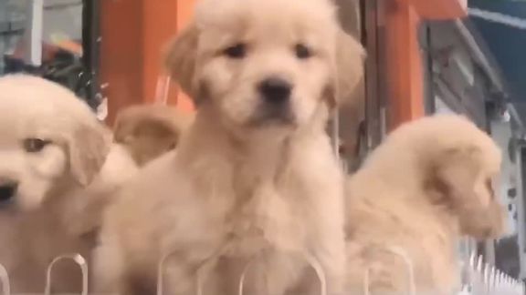 金毛宝宝来了，气质拿捏得死死的。￼#狗是人类最忠诚的朋友