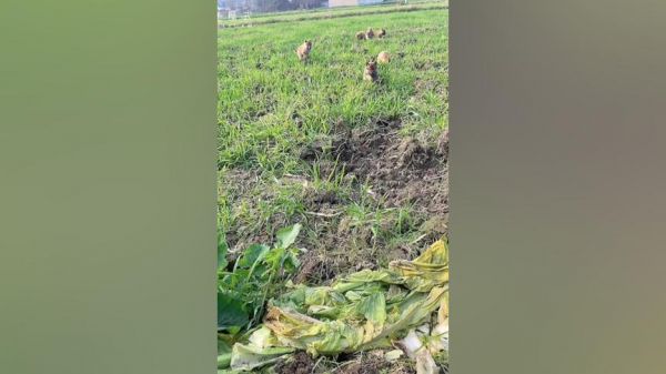 柴犬宝宝的生活日常