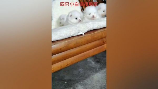 四只小博美，有喜欢的吗？
