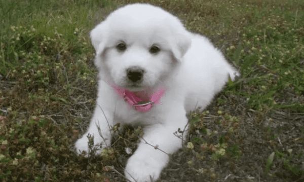 大白熊犬饲养注意事项有哪些?看看这篇文章