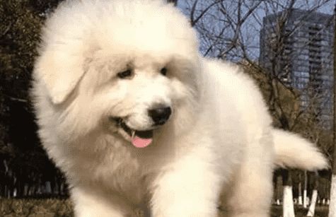 大白熊犬饲养注意事项有哪些?看看这篇文章