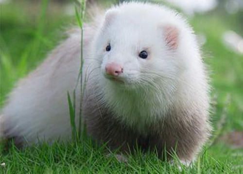 宠物貂吃什么比较好