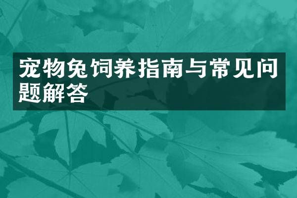 宠物兔饲养指南与常见问题解答