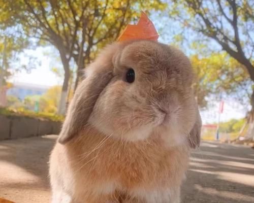贵州哪里可以购买宠物兔子？有哪些可靠的卖家？