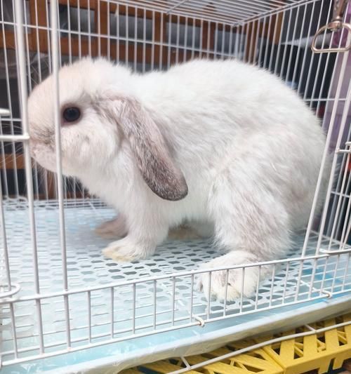 贵州哪里可以购买宠物兔子？有哪些可靠的卖家？