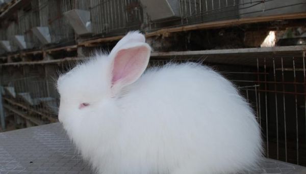 贵州哪里可以购买宠物兔子？有哪些可靠的卖家？