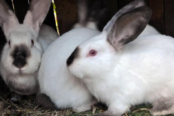 加利福尼亚兔怎么选？这篇挑选指南告诉你！