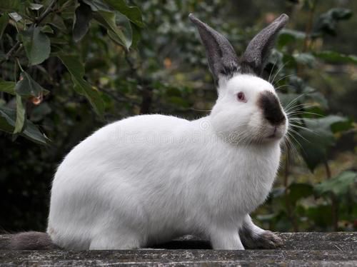 加利福尼亚兔怎么选？这篇挑选指南告诉你！