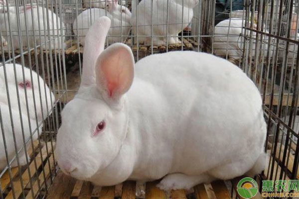 初次养兔选什么品种好？要注意哪些疾病？-图片版权归惠农网所有