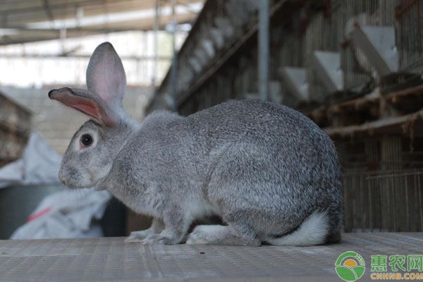 初次养兔选什么品种好？要注意哪些疾病？-图片版权归惠农网所有