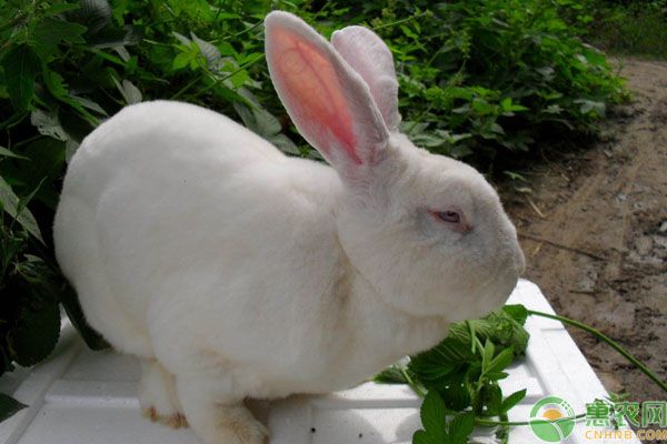 初次养兔选什么品种好？要注意哪些疾病？-图片版权归惠农网所有